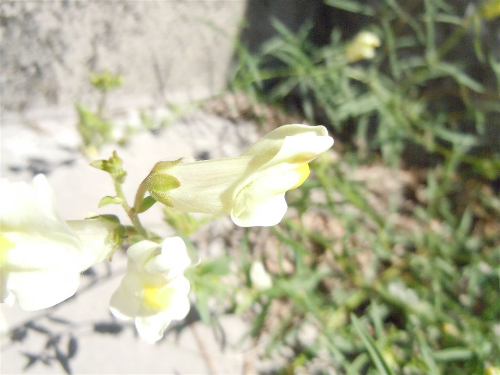 Sconosciuta da identificare - Antirrhinum sp.